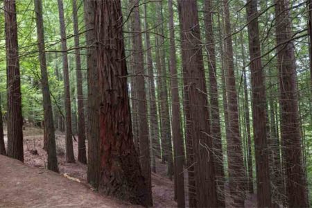 bosque sequoyas