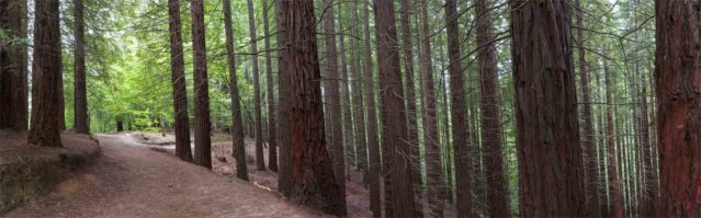 bosque sequoyas