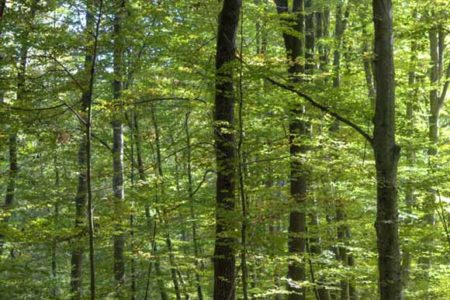 La Fageda d'en Jordà