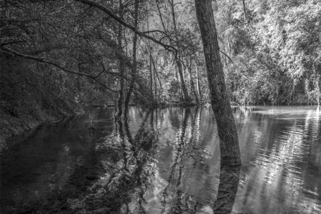 Bosque sumergido