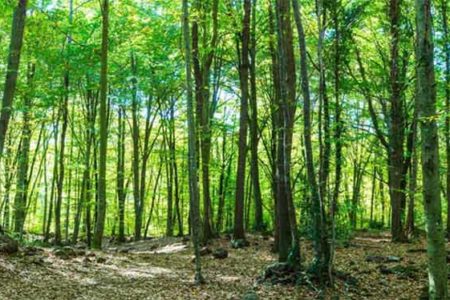 Panorámica de La Fageda
