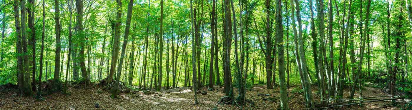 Panorámica de La Fageda