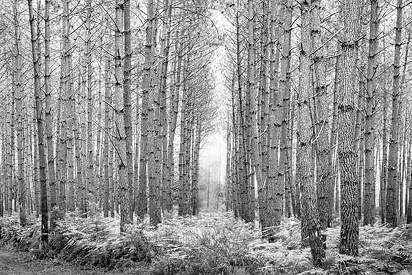 Foto de un bosque en blanco y negro para decorar cualquier estancia