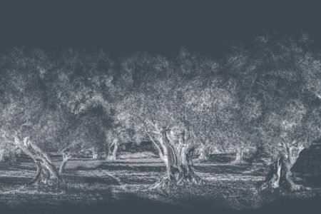 Imagen en monocromo de unos olivos sobre un fondo azul