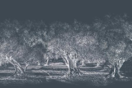 Imagen en monocromo de unos olivos sobre un fondo azul