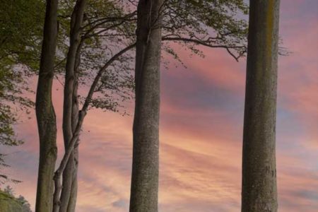 Foto decorativa de unos árboles junto al mar con un fondo de cielo en colores pastel
