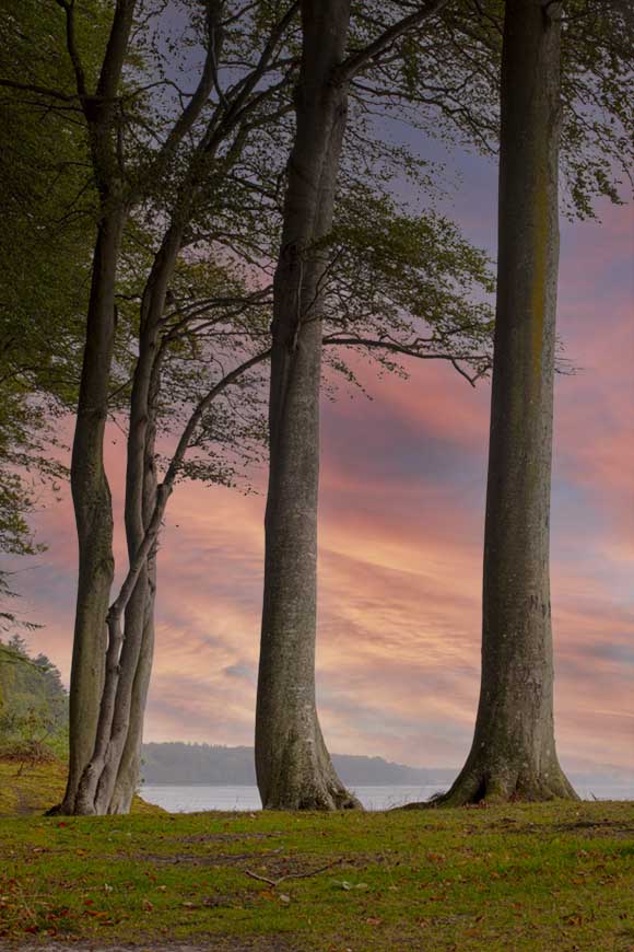 Foto decorativa de unos árboles junto al mar con un fondo de cielo en colores pastel