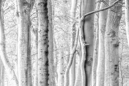 Fotografía de una arboleda en blanco y negro