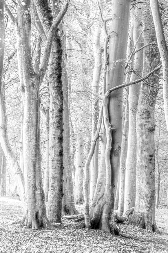 Fotografía de una arboleda en blanco y negro