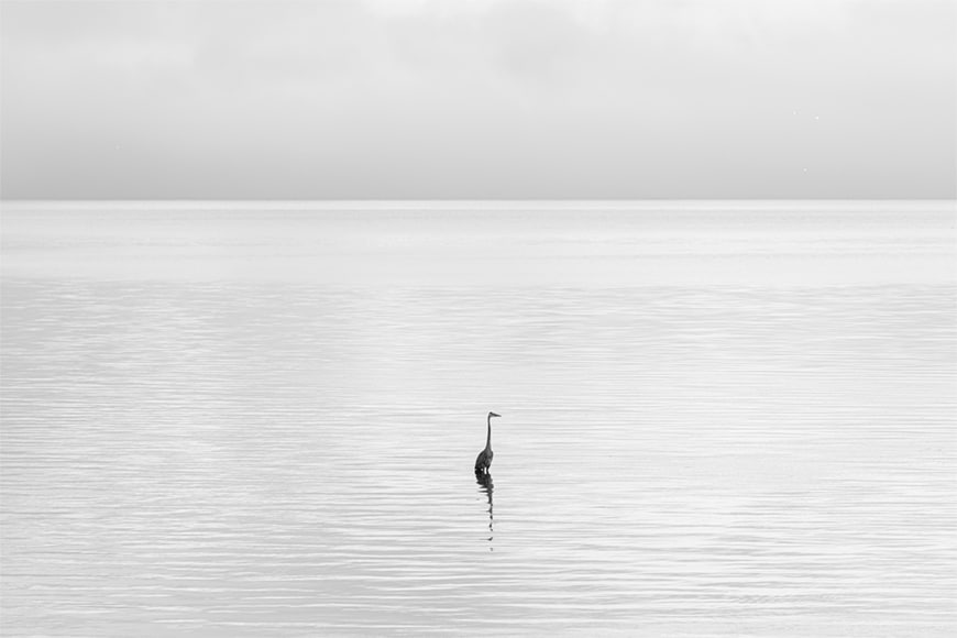 Imagen delicada de una garceta blanca en las aguas de la bahía de Tampa