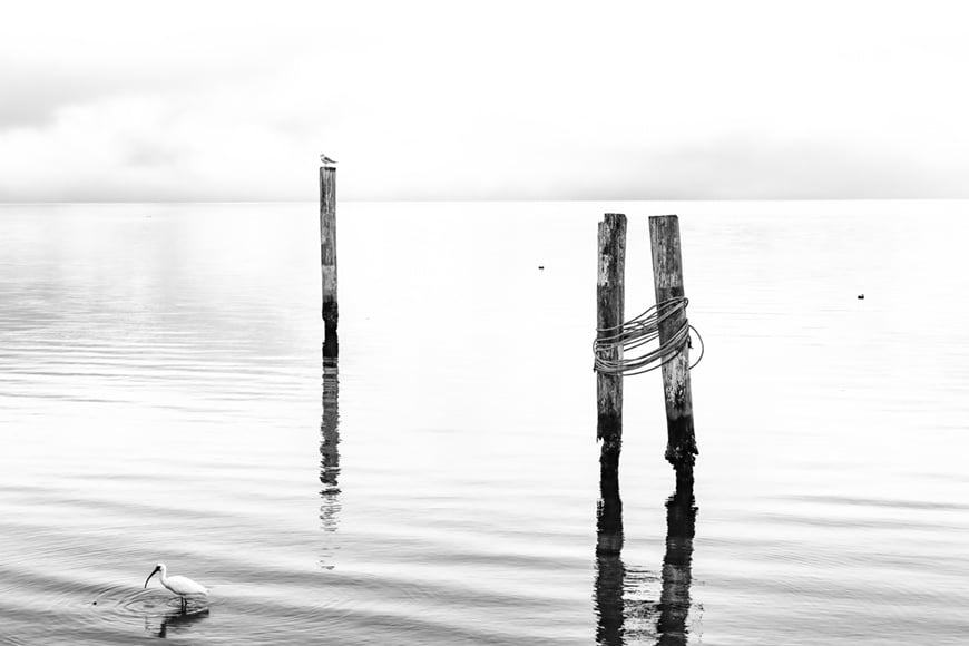 Foto muy decorativa y relajante con un ibis blanco frente a unos pilones de madera que representa la calma al amanecer