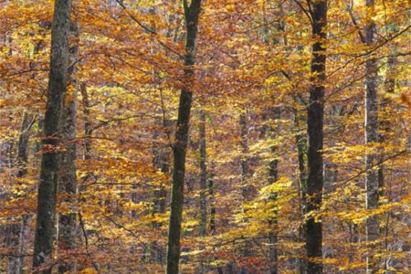 Foto de un bosque de hayas en otoño
