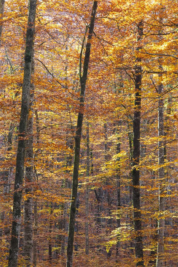 Foto de un bosque de hayas en otoño