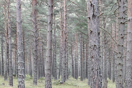 Fotografía panorámica de un bosque de pino negro en La Cerdanya