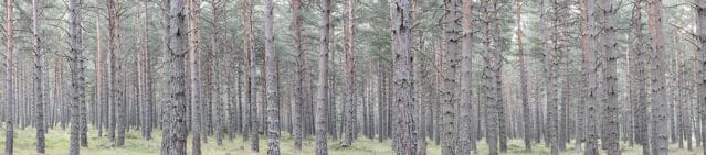 Fotografía panorámica de un bosque de pino negro en La Cerdanya
